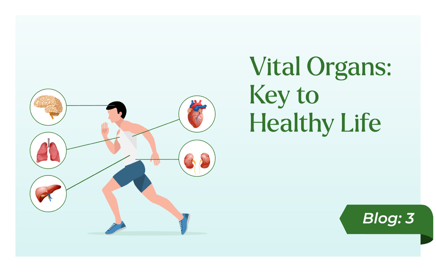 Vital Organs Key to healthy life blog